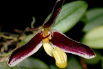 Bulbophyllum alkmaarense