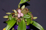 Bulbophyllum pseudotrias