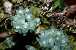 Dendrobium leucocyanum