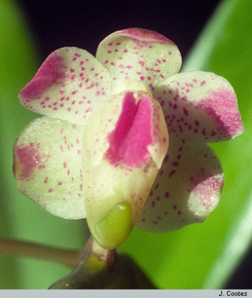 Genus Aerides