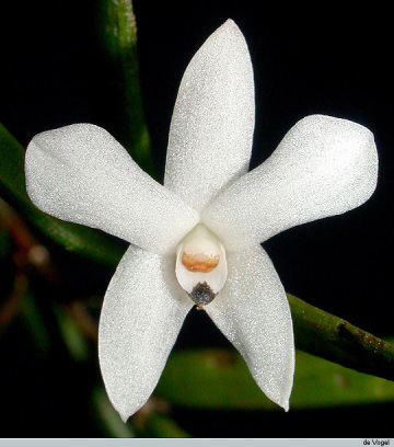 Genus Glomera section Uniflorae