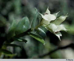 Genus Appendicula: Appendicula oxysepala aff., habit, photo P. O'Byrne, based on O'Byrne C410