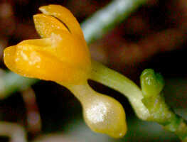 Genus Taeniophyllum section Rhynchanthera: Taeniophyllum sp. section Rhynchanthera, flower, lateral view. photo Ed de Vogel, based on Leiden cult. 20080962 (de Vogel & Raka), from Papua New Guinea, West New Britain Prov.