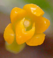 Genus Taeniophyllum section Rhynchanthera: Taeniophyllum sp. section Rhynchanthera, flower, front view. photo Ed de Vogel, based on Leiden cult. 20080962 (de Vogel & Raka), from Papua New Guinea, West New Britain Prov.