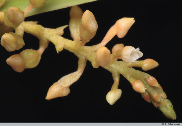 Genus Thelasis section Hemithelasis