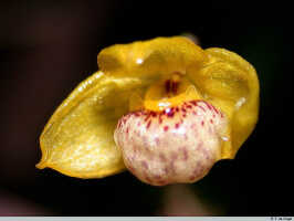 Genus Pedilochilus: Bulbophyllum sp. sect. Pedilochilus, flower, photo E.F. de Vogel, PNG, from Woitape.
