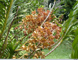 Genus Grammatophyllum: Grammatophyllum pantherinum Rchb.f., photo E.F. de Vogel, from PNG, Lae Botanic Gardens