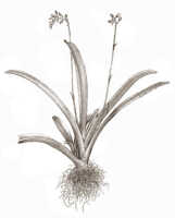 Genus Thelasis section Hemithelasis: Thelasis sphaerocarpa (Schltr.) J.J.Sm., habit, drawing Natadipoera, from Branderhorst 275B