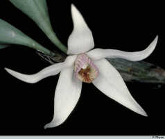 Genus Dendrobium section Fugacia: Dendrobium lacteum Kraenzl., flower, photo P. O'Byrne, based on O'Byrne D300