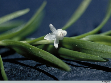 Genus Dendrobium section Herpetophytum