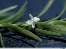 Genus Dendrobium section Herpetophytum: Dendrobium sp. sect. Herpetophytum, habit detail, photo P. O'Byrne, based on O'Byrne D320