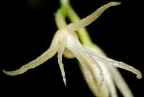 Genus Taeniophyllum section Rhynchanthera: Taeniophyllum sp. section Rhynchanthera, flower, oblique front view, photo Ed de Vogel, based on Leiden cult. 20031625 (Harris 1574), from Papua New Guinea, Gulf Prov.