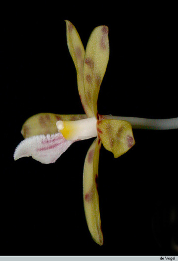 Genus Dipodium Section Leopardanthus