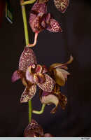 Genus Grammatophyllum: Grammatophyllum stapeliiflorum (Teijsm. & Binn.) J.J.Sm., part of inflorescence, photo E.F. de Vogel, from Leiden cult.