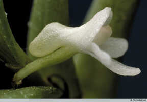 Genus Dendrobium section Herpetophytum: Dendrobium sp. sect. Herpetophytum, flower, lateral view, photo A. Schuiteman, based on Leiden cult. 31450