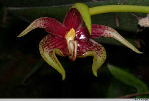 Family Orchidaceae Subfamily Epidendroideae: Bulbophyllum xyphoglossum J.J.Verm., de Vogel & A.Vogel flower, front view, photo E.F. de Vogel, Nat. Cap. Bot. Gard. Port Moresby