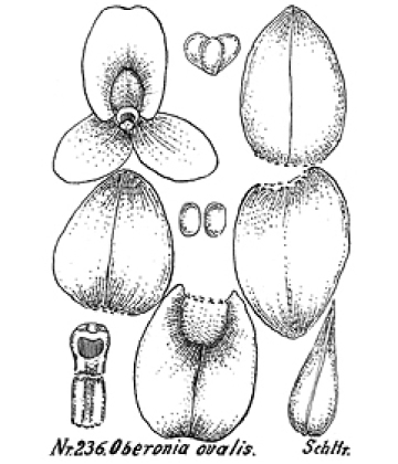 Genus Oberonia section Podostachys