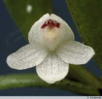 Genus Dendrobium section Herpetophytum: Dendrobium sp. sect. Herpetophytum, flower, frontal view, photo A. Schuiteman, based on Leiden cult. 31450