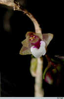 Genus Appendicula: Appendicula pendula Blume var. chalmersiana (F.Muell.) J.J.Sm., flower, front view, photo E.F. de Vogel, from Leiden cult. 2003????