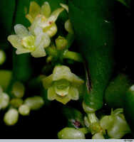 Genus Appendicula: Appendicula reflexa Blume, photo E.F. de Vogel, from Leiden cult. 20030789