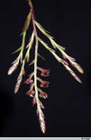 Genus Appendicula: Appendicula polystachya (Schltr.) Schltr., inflorescence, photo E.F. de Vogel