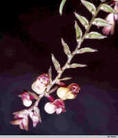 Genus Appendicula: Appendicula sp. sect. Chaunodesme, inflorescence, photo W. Harris, based on Harris 1888