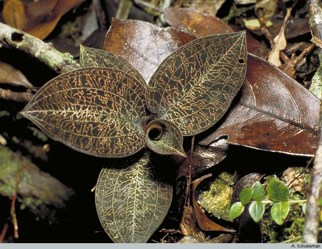 Orchids of New Guinea