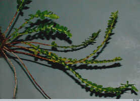 Genus Appendicula: Appendicula reflexa Blume, photo E.F. de Vogel, from Leiden cult. 20030789