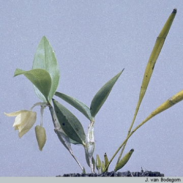 Genus Dendrobium section Fugacia