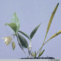 Genus Dendrobium section Fugacia: Dendrobium coeloglossum Schltr., habit, photo J. van Bodegom