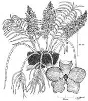 Genus Grammatophyllum: Grammatophyllum pantherinum Rchb.f., drawing N.H.S. Howcroft 60, from Wampit, in Bayliss coll.