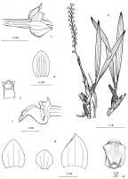 Genus Pholidota section Crinonia: Pholidota carnea (Blume) Lindl., habit and floral analysis, drawing J.J. Vermeulen in Orchid Monogr. 3 (1988) fig. 23