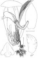 Genus Grammatophyllum: Grammatophyllum stapeliiflorum (Teijsm. & Binn.) J.J.Sm., drawing N.H.S. Howcroft 219, from Kutubu