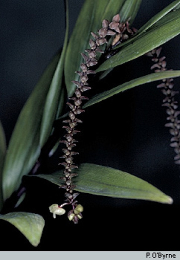 Genus Appendicula