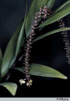 Genus Appendicula: Appendicula biumbonata aff., habit, photo P. O'Byrne, based on O'Byrne A160
