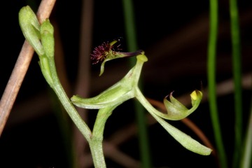 Genus Arthrochilus