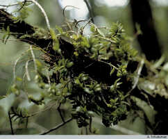 Genus Dendrobium section Herpetophytum: Dendrobium sp. sect. Herpetophytum, habit (in situ), photo A. Schuiteman, based on Yumte 163