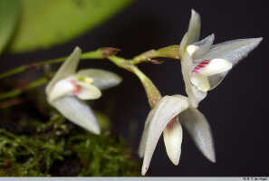 Genus Bulbophyllum section Hymenobractea: Bulbophyllum aemulum Schltr., finflorescences, photo E.F. de Vogel, Leiden cult. 20031770 (Harris 1742), from Papua New Guinea, Central Highlands Prov.