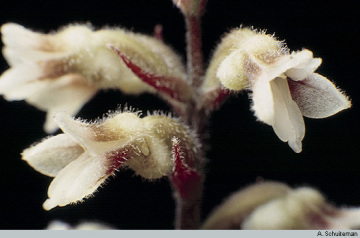Genus Cystorchis