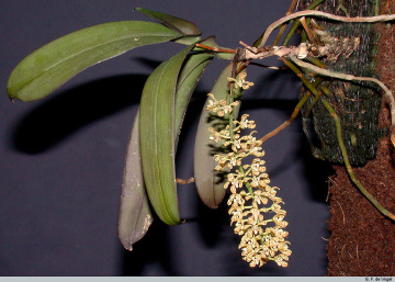 Genus Rhinerrhizopsis