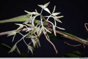 Genus Bulbophyllum section Imitatores: Bulbophyllum desmotrichoides Schltr., inflorescence, photo E.F. de Vogel, Leiden cult. 20081420