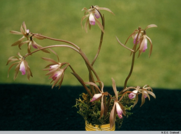 Genus Nervilia