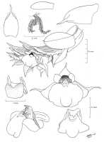Genus Appendicula: Appendicula oxysepala (Schltr.) J.J.Sm., drawing N.H.S. Howcroft 247, based on O'Byrne 410