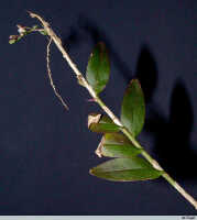 Genus Appendicula: Appendicula pendula Blume var. chalmersiana (F.Muell.) J.J.Sm., stem with inflorescence, photo E.F. de Vogel, from Leiden cult. 2003????