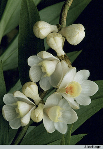 Dendrobium and Its Relatives