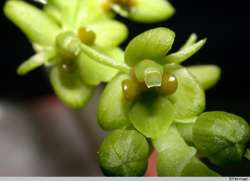 Genus Liparis section Genyglossum