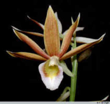 Genus Phaius