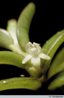 Genus Dendrobium section Herpetophytum: Dendrobium sp. sect. Herpetophytum, flower, photo A. Schuiteman, based on Yumte 163