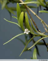 Genus Dendrobium section Herpetophytum: Dendrobium sp. sect. Herpetophytum, habit, photo A. Schuiteman, based on Leiden cult. 31450