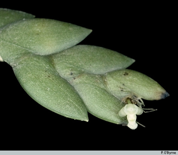 Genus Dendrobium section Aporum subsection Aporum